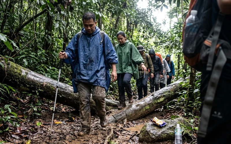 Trekkers in ponchos walking a muddy rainforest trail after rain