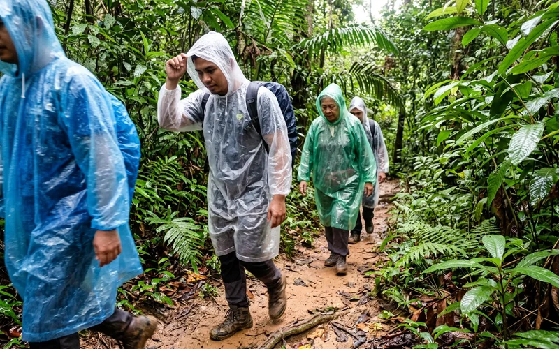 Trekkers in ponchos on a wet rainforest trail with mud underfoot